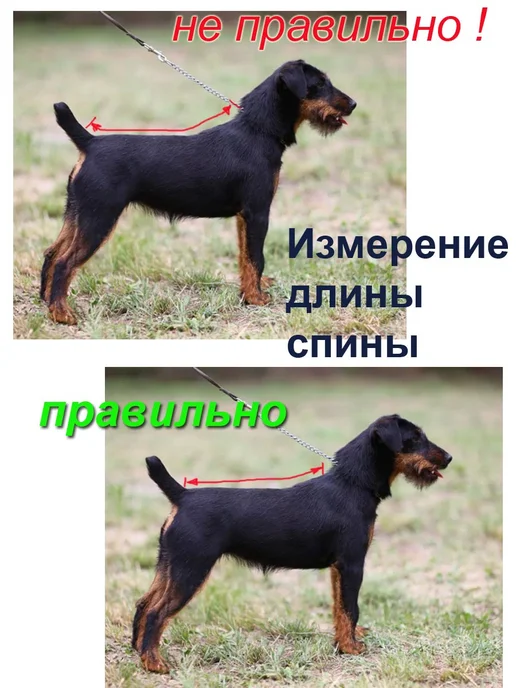 SCHATZ попоны для животных, черный, фото 4