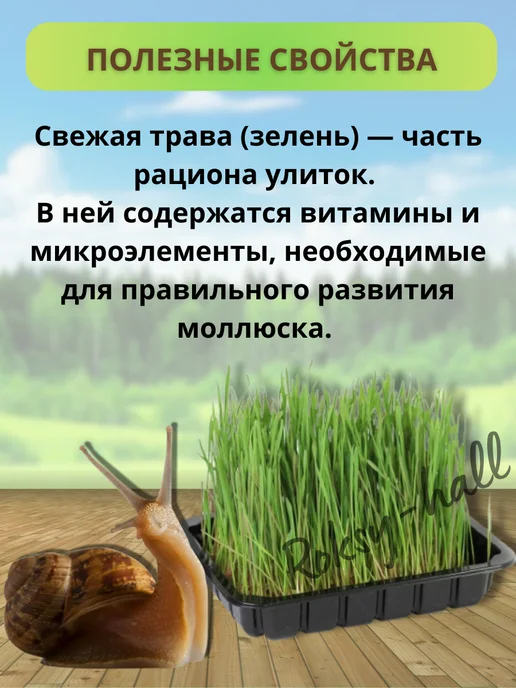 Эльф (зоотовары) Корм для улитки, трава в контейнере для проращивания, 75г, 75 г, фото 4