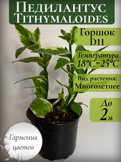 Педилантус Гармония цветов 289908707 купить за 1 386 ₽ в интернет-магазине Wildberries