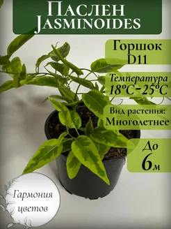 Паслен Жасминовидный Гармония цветов 289928506 купить за 1 128 ₽ в интернет-магазине Wildberries