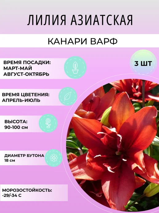 УРОЖАЙНЫЙ САД Лилия азиатская Канари Варф, многолетние луковичные цветы, 3 шт