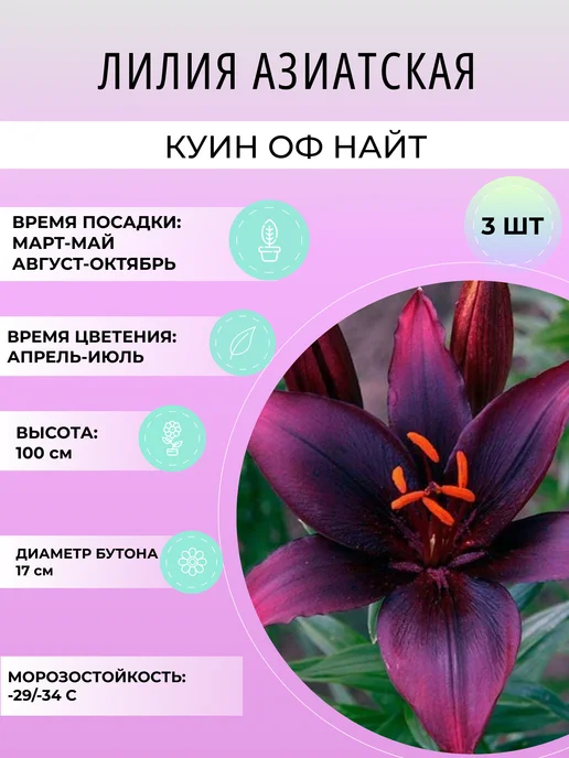 УРОЖАЙНЫЙ САД Лилия азиатская Куин Оф Найт, многолетние луковичные цветы, 3 шт