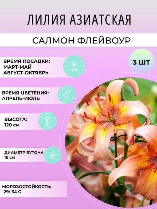 УРОЖАЙНЫЙ САД Лилия азиатская Салмон Флейвоур, многолетние луковицы, 3 шт