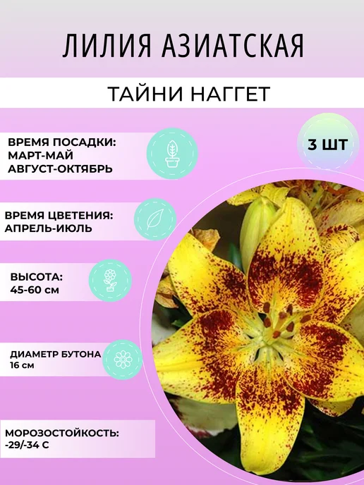 УРОЖАЙНЫЙ САД Лилия азиатская Тайни Наггет, луковичные многолетние цветы, 3 шт
