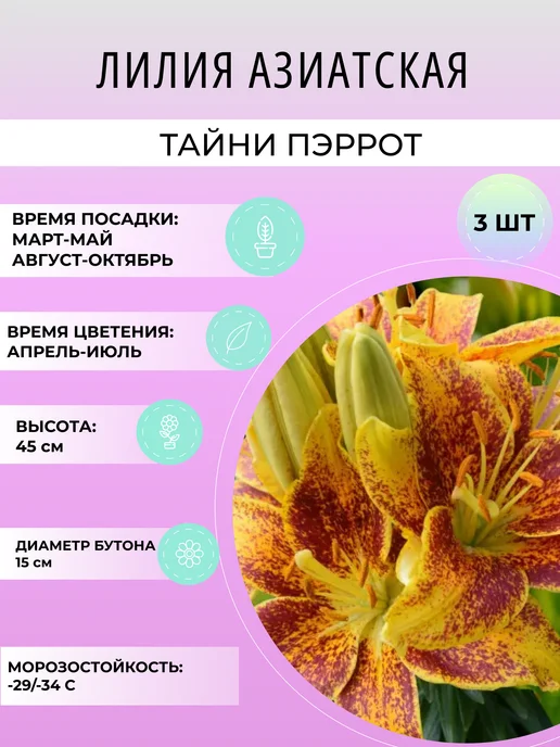 УРОЖАЙНЫЙ САД Лилия азиатская Тайни Пэррот, луковичные многолетние цветы, 3 шт