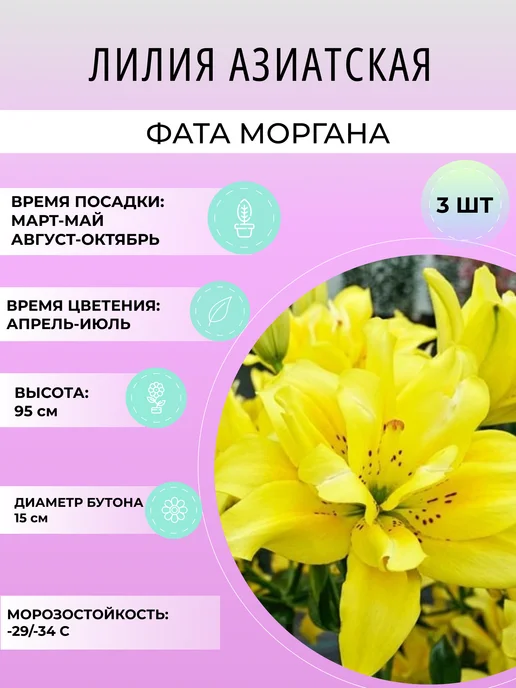 УРОЖАЙНЫЙ САД Лилия азиатская Фата Моргана, луковичные многолетние цветы, 3 шт
