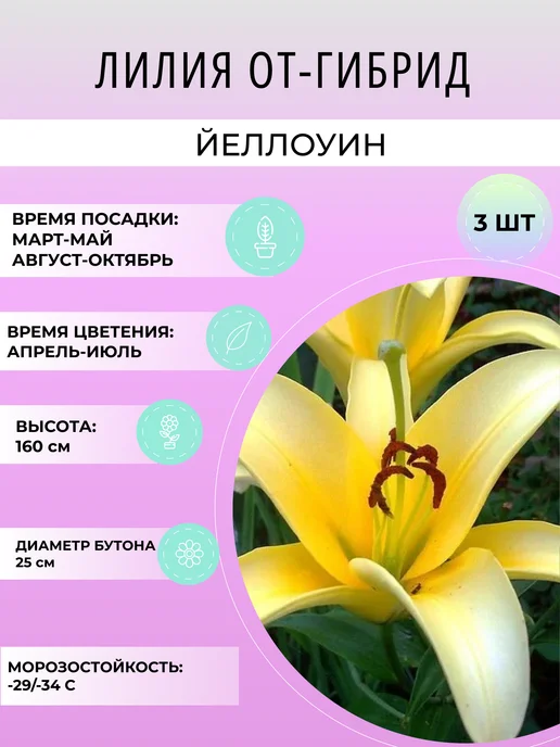 УРОЖАЙНЫЙ САД Лилия ОТ-гибрид Йеллоуин, луковичные многолетние цветы, 3 шт