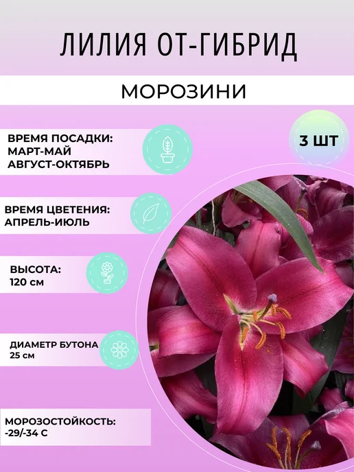 УРОЖАЙНЫЙ САД Лилия ОТ-гибрид Морозини, многолетние луковичные цветы, 3 шт