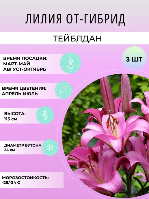 УРОЖАЙНЫЙ САД Лилия ОТ-гибрид Тейблдан, многолетние луковичные цветы, 3 шт
