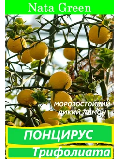 Саженцы морозостойкого дикого лимона Понцирус (Трифолиата) Nata Green 290241909 купить за 402 ₽ в интернет-магазине Wildberries