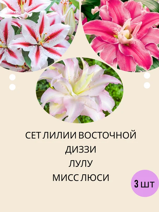 УРОЖАЙНЫЙ САД Набор луковиц лилий восточной многолетние цветы, сет 3 шт, 3 шт