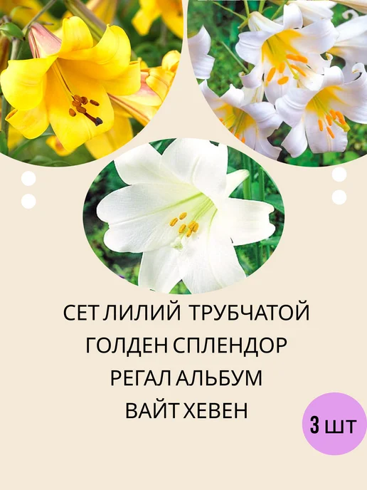УРОЖАЙНЫЙ САД Набор луковиц лилий трубчатой многолетние цветы, сет 3 шт, 3 шт