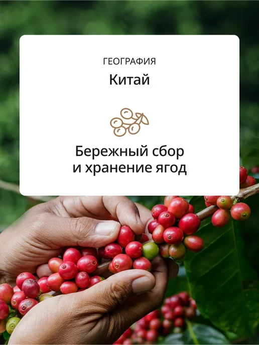 DeLonghi Кофе в зернах Apple selection blend, 1 кг, 1 кг, фото 5