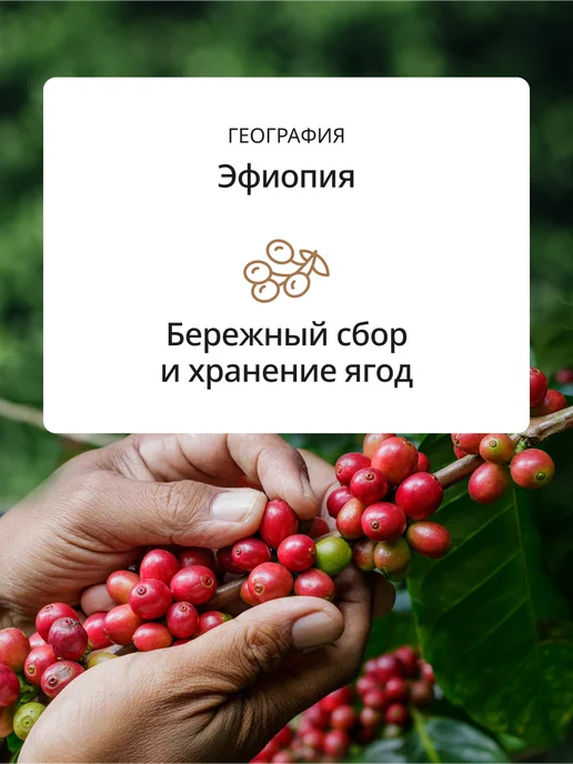 DeLonghi Кофе в зернах Africana selection blend, 1 кг, 1 кг, фото 5