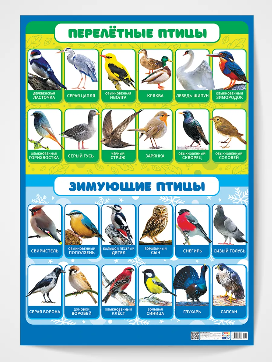 Обучающий плакат Зимующие и перелетные птицы постер А2