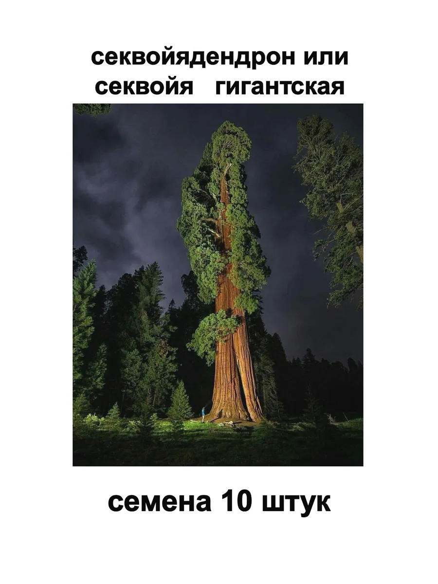 Семена секвойя гигантская секвойядендрон 10 штук