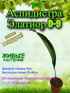 Аспидистра Элатиор D-9 Это наш сад 292286623 купить за 1 598 ₽ в интернет‑магазине Wildberries