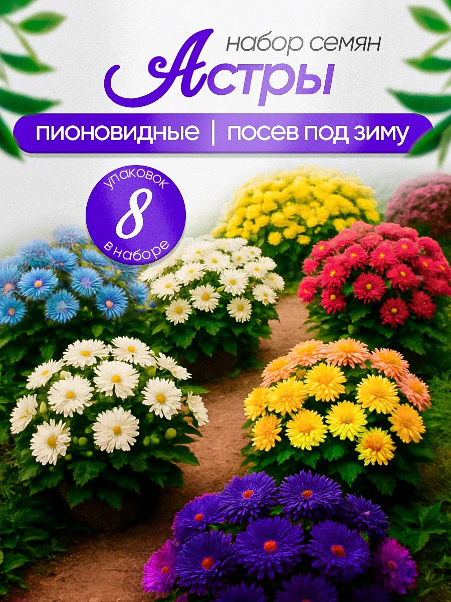 Астра семена крупные цветы