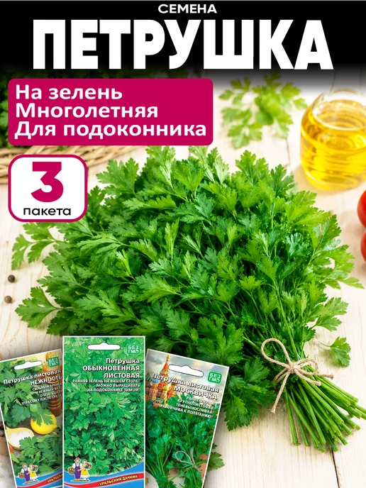 уральский дачник Петрушка семена многолетняя, вариант, фото 2