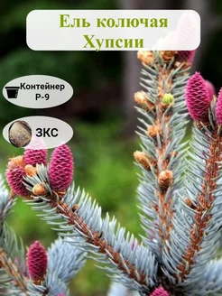 Ель колючая Хупсии Martin Sad 292701858 купить за 2 100 ₽ в интернет-магазине Wildberries