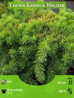 Сосна Банкса Шодик Р-9 Martin sad 292734621 купить за 2 100 ₽ в интернет-магазине Wildberries