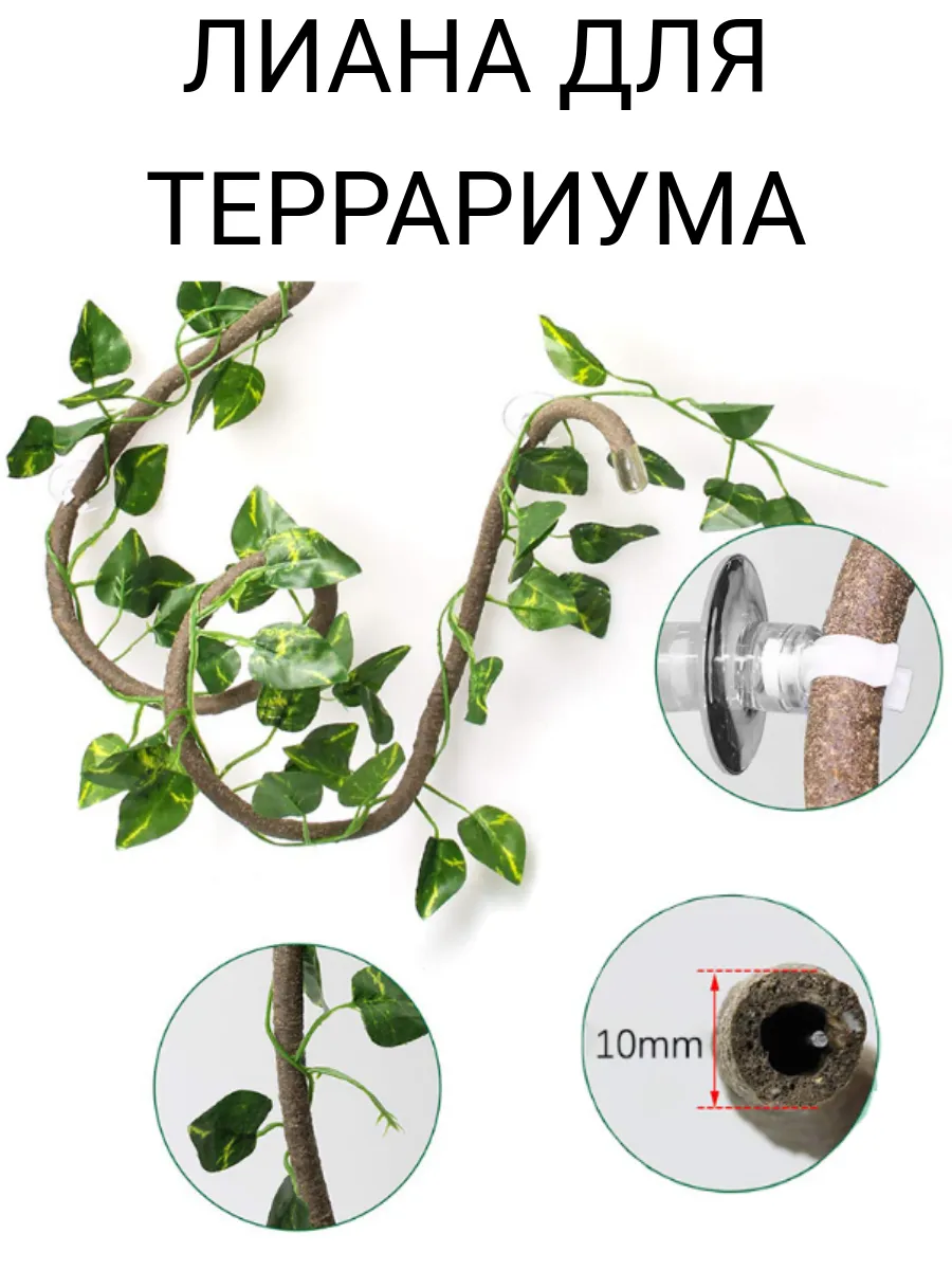 Лианы для террариума