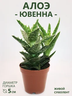 Алоэ Ювенна (Ювенильное) суккулент живой, D-5 см FloraManiya 293391265 купить за 714 ₽ в интернет-магазине Wildberries