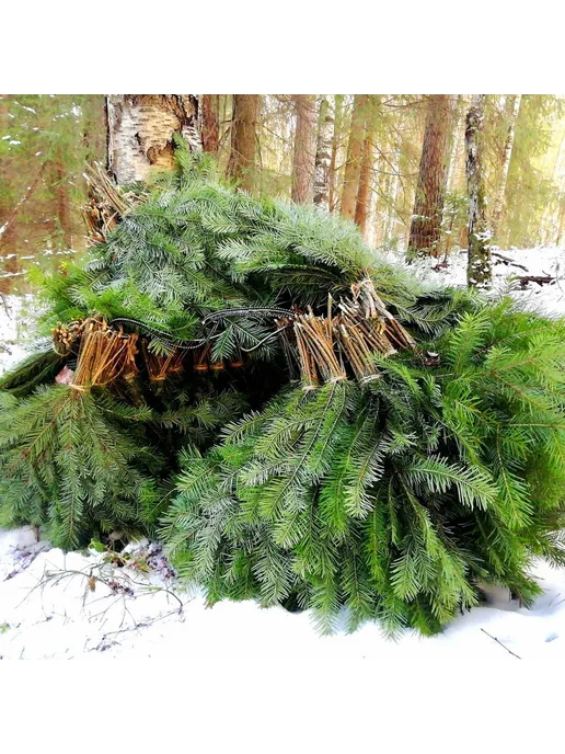 Елки в дом Еловые ветки пихты, лапник сибирской пихты 10шт, 10 шт, фото 2