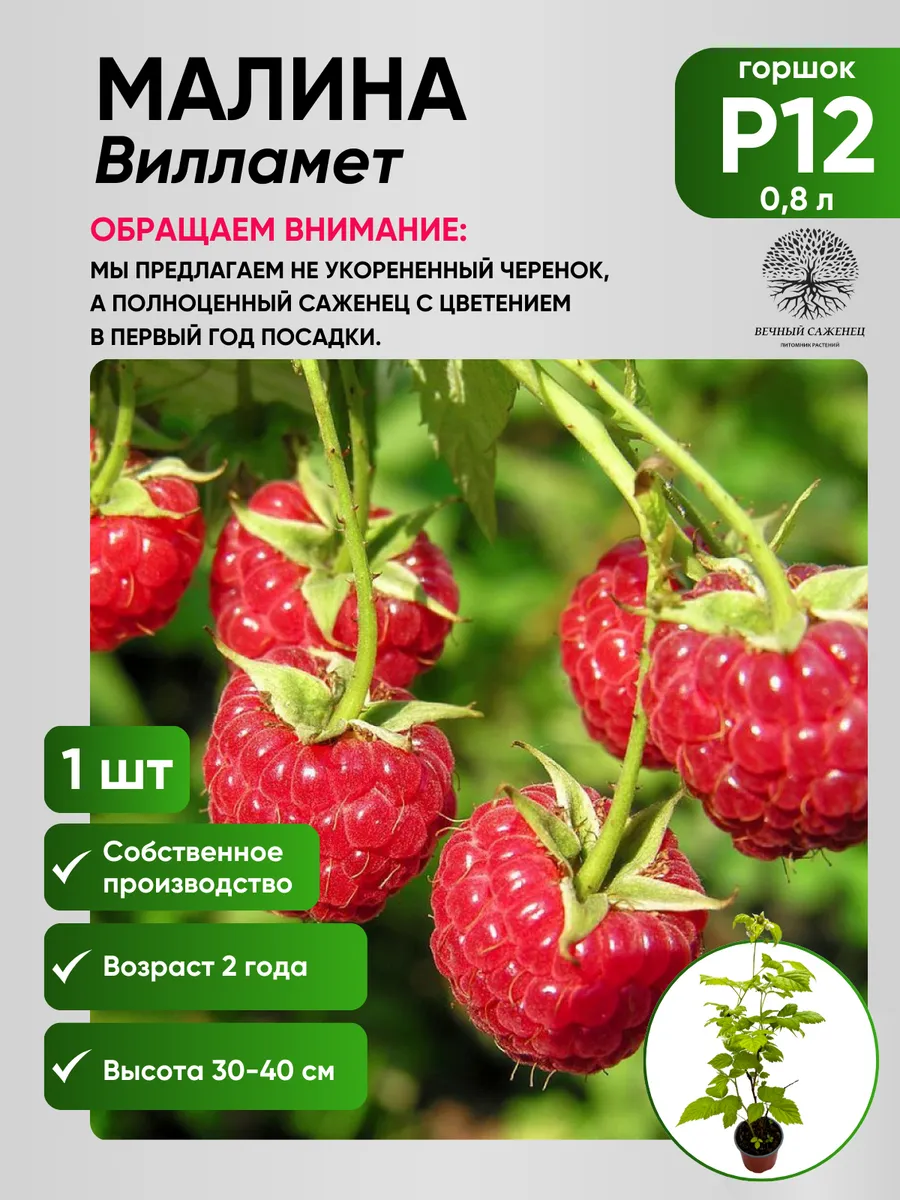 Малина Вилламет Р12