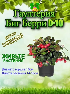 Живое растение Гаултерия Биг Берри D-10 Это наш сад 295468607 купить за 1 512 ₽ в интернет-магазине Wildberries