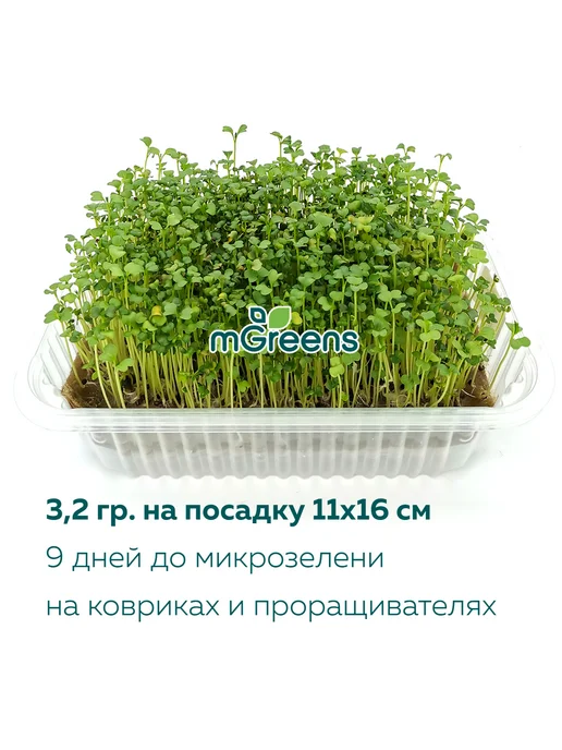 Агросидстрейд Брокколи Рапини. 1 кг для микрозелени, 1 кг, фото 7