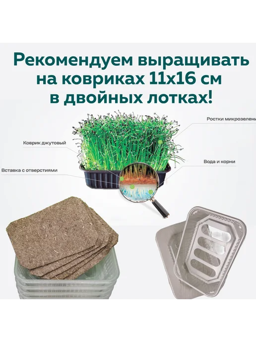 Агросидстрейд Брокколи Рапини. 1 кг для микрозелени, 1 кг, фото 8