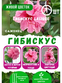 Гибискус комнатный Sport of Sport 296090699 купить за 1 070 ₽ в интернет-магазине Wildberries
