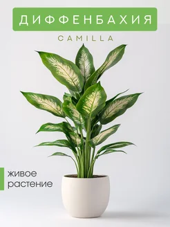 Диффенбахия GREEN TOWN 296357157 купить за 999 ₽ в интернет-магазине Wildberries