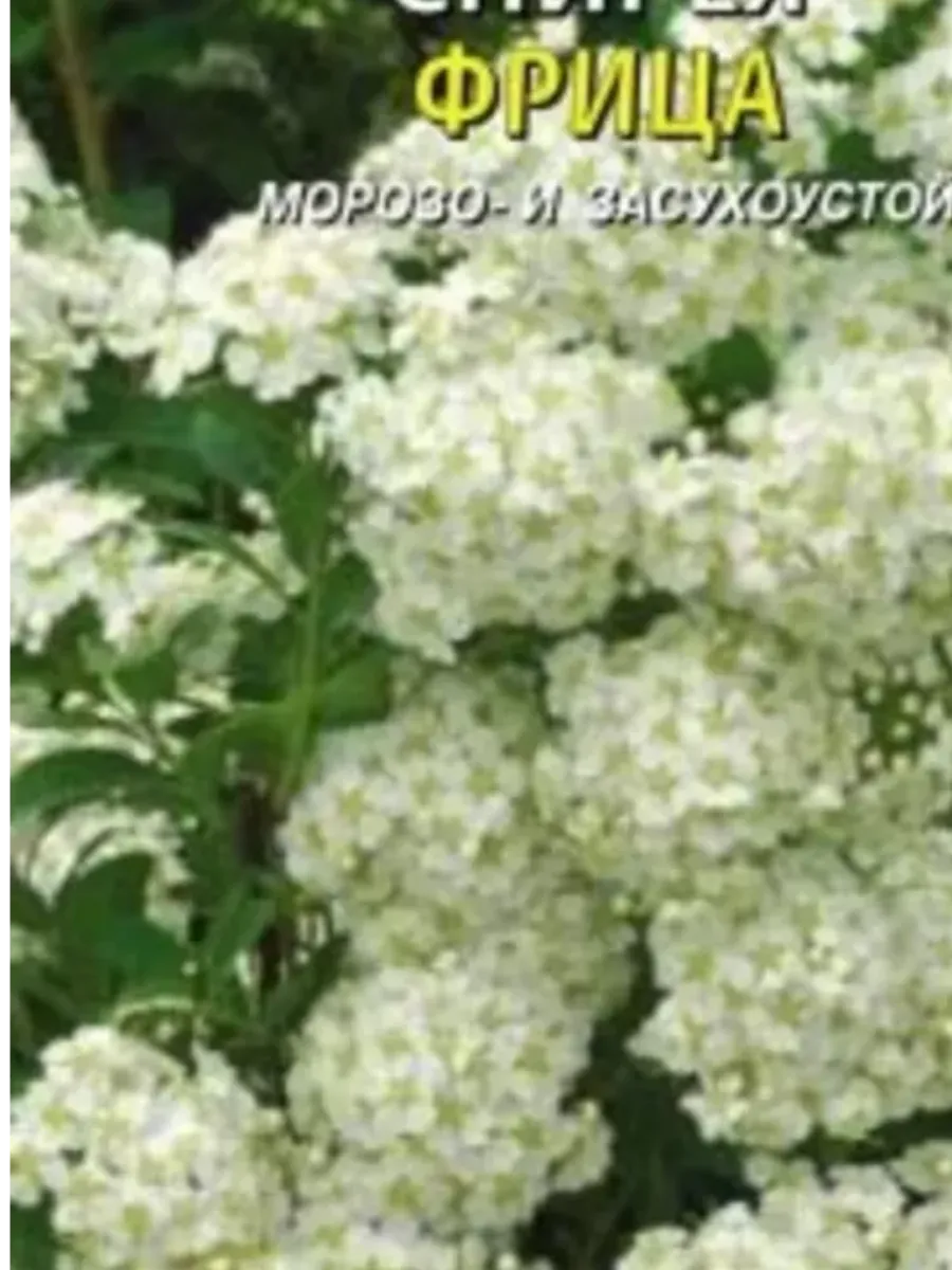 Семена Спирея Фрица