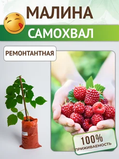 Саженцы Малина ремонтантная Самохвал Питомник растений Русь 296534766 купить за 385 ₽ в интернет‑магазине Wildberries