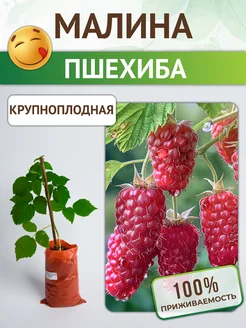 Саженцы Малины Пшехиба из Питомника Питомник растений Русь 296566955 купить за 383 ₽ в интернет‑магазине Wildberries