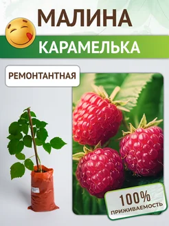Ремонтантная Малина карамелька, саженцы из питомника Питомник растений Русь 296655810 купить за 385 ₽ в интернет‑магазине Wildberries
