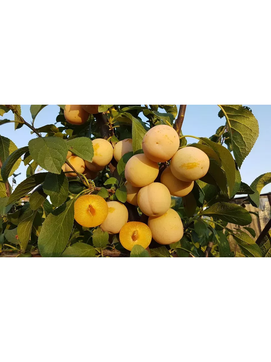 Слива То Че Сан Где Купить