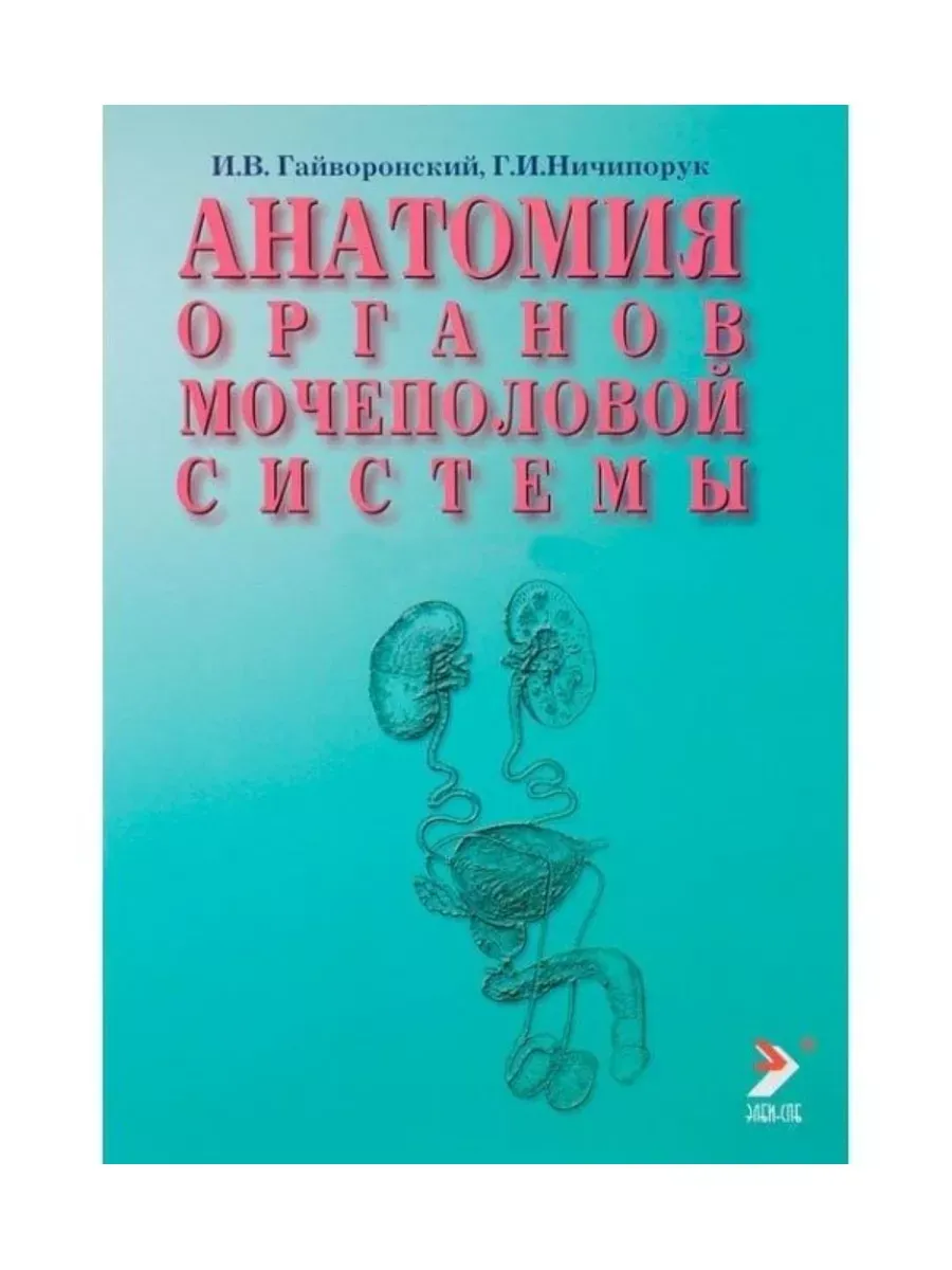 Анатомия органов мочеполовой системы. Уч