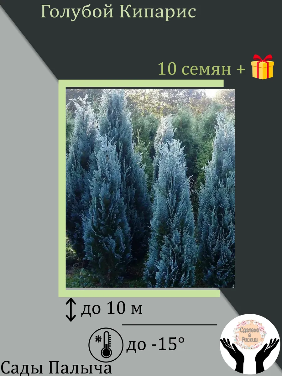 Голубой Кипарис Крымские семена