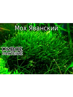 Мох Яванский в горшке AquaPlants 297472147 купить за 259 ₽ в интернет-магазине Wildberries