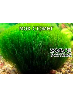 Мох Стринг AquaPlants 297501041 купить за 270 ₽ в интернет-магазине Wildberries