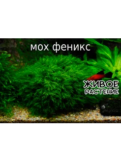 Мох Феникс AquaPlants 297505024 купить за 265 ₽ в интернет-магазине Wildberries