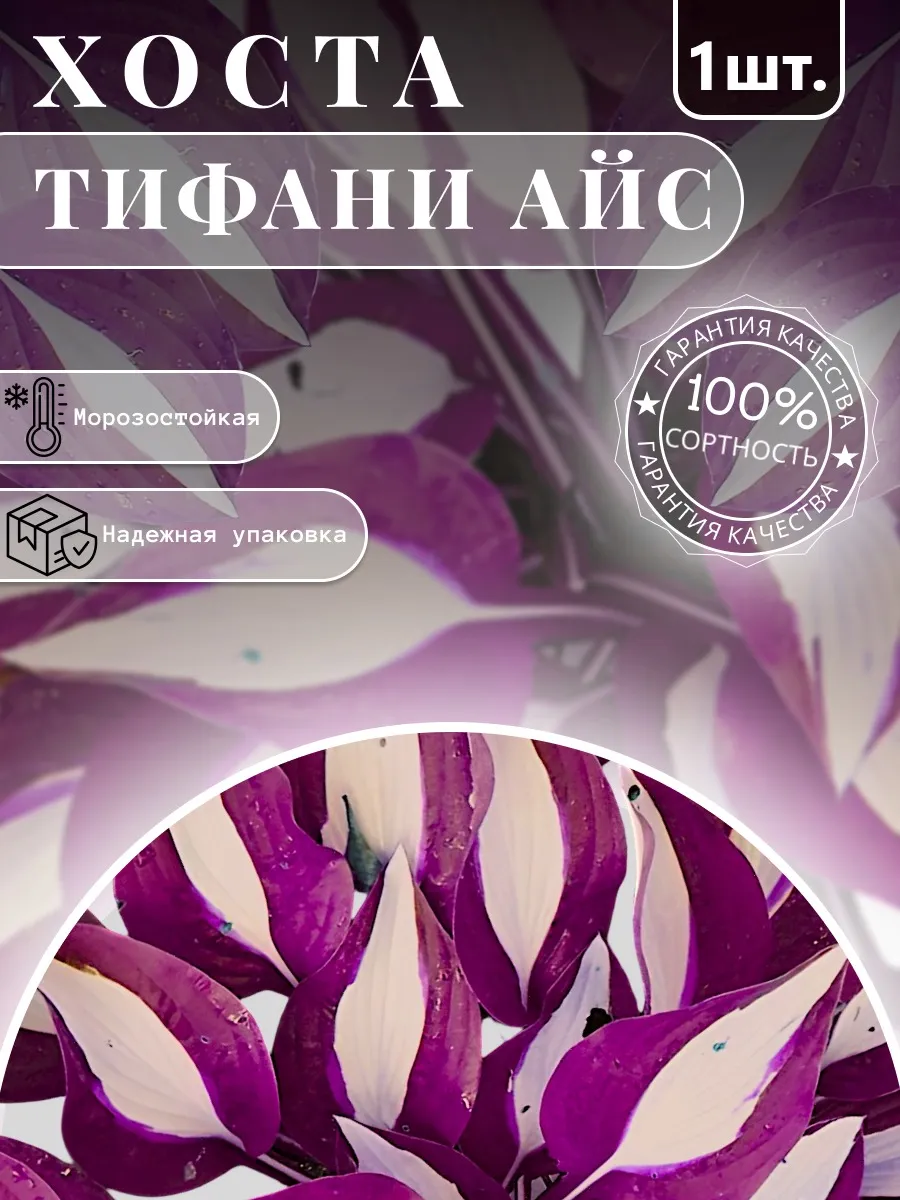 Хоста саженцы Тифани Айс