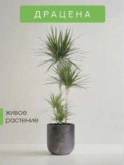 Драцена живая GREEN TOWN 298091878 купить за 999 ₽ в интернет-магазине Wildberries