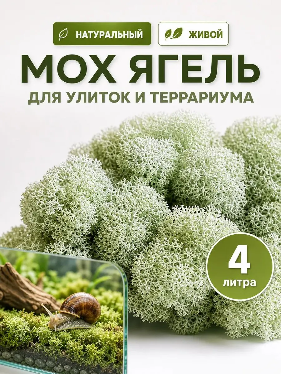 Мох ягель для улиток, террариума, сбор 2026
