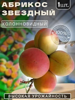 Абрикос колоновидный сажененец Звёздный Крымский Сад 298661911 купить за 299 ₽ в интернет-магазине Wildberries