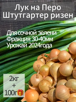 Крупный Лук Севок на Зелень 2кг штутгартер ризен 299200580 купить за 357 ₽ в интернет-магазине Wildberries