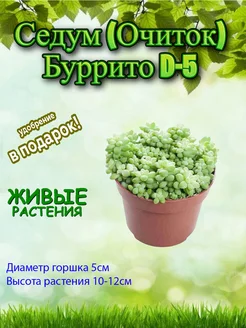 Седум (Очиток) Буррито D-5 Это наш сад 299223753 купить за 583 ₽ в интернет‑магазине Wildberries